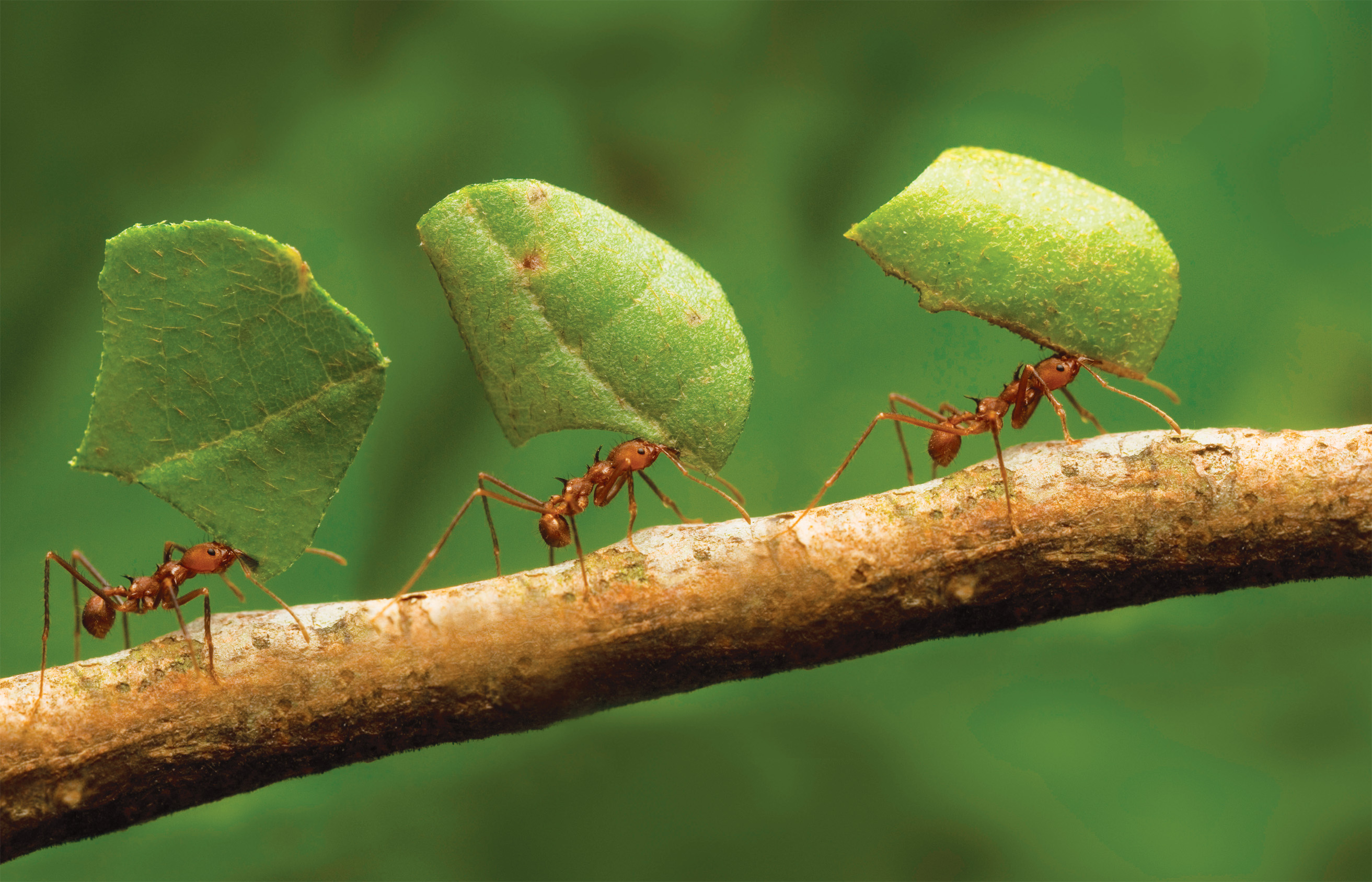 Ants working hard carrying leaves